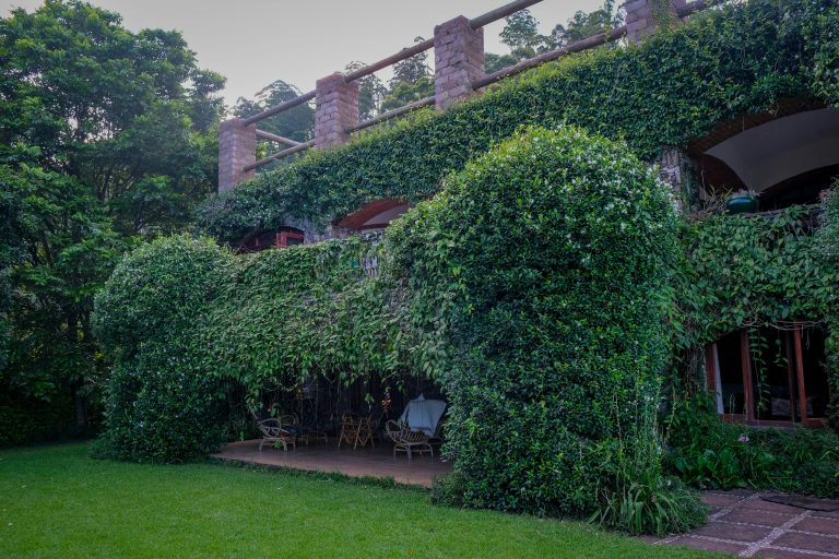 Une maison avec une végétation luxuriante créant une façade architecturale sereine et verdoyante.