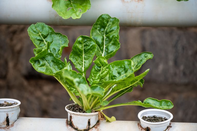 A vibrant Swiss chard plant growing in an urban hydroponic garden in Nairobi, Kenya. Une plante de blette vibrante poussant dans un jardin hydroponique urbain à Nairobi, au Kenya.