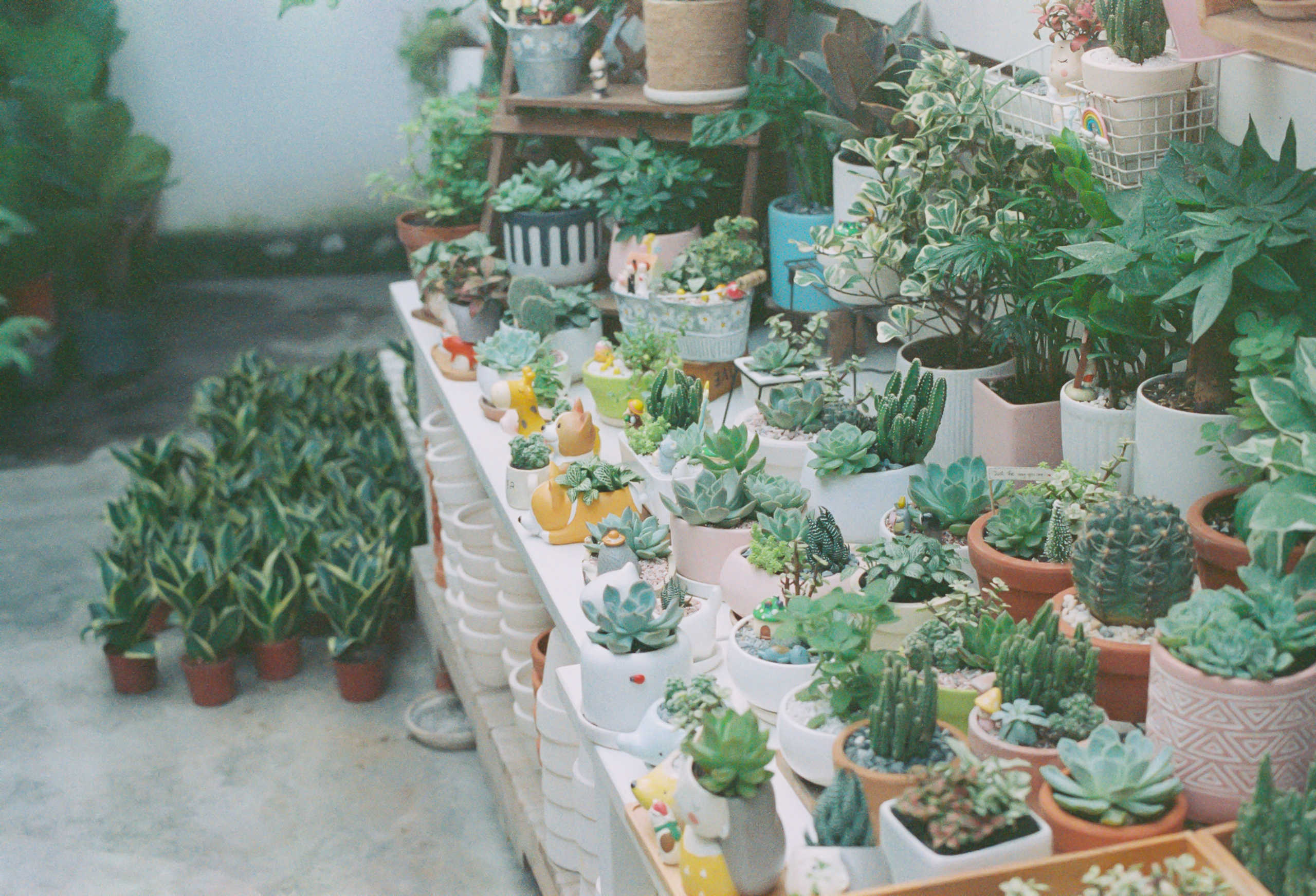 A colorful assortment of succulent and cactus plants in ceramic pots, ideal for indoor gardening inspiration. Un assortiment coloré de plantes succulentes et de cactus dans des pots en céramique, idéal pour l'inspiration du jardinage d'intérieur.