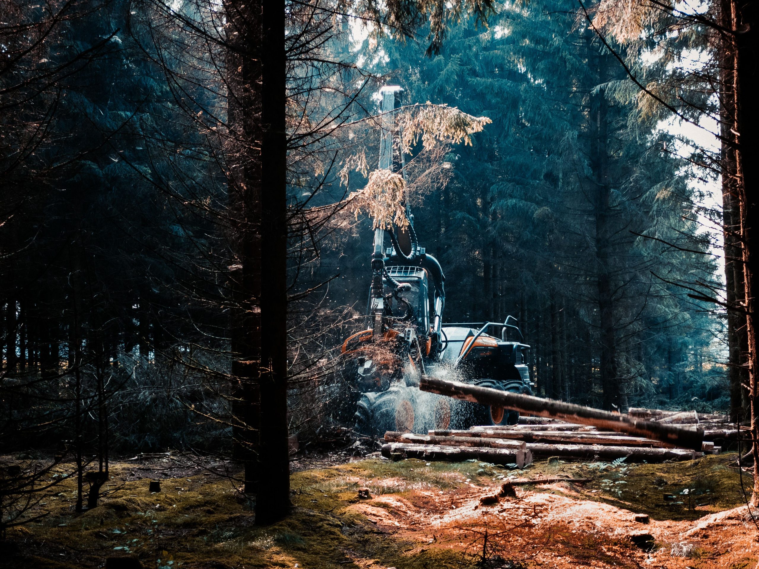 A forest machine actively cutting trees in a dense woodland area in Denmark. Une machine forestière coupant activement des arbres dans une zone boisée dense au Danemark.