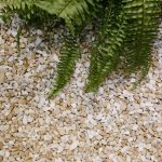 Elegant green fern leaves over textured gravel, creating a natural and serene composition. Feuilles de fougère verte élégante sur du gravier texturé, créant une composition naturelle et sereine.