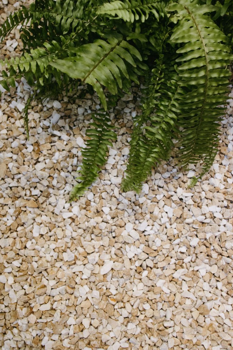 Elegant green fern leaves over textured gravel, creating a natural and serene composition. Feuilles de fougère verte élégante sur du gravier texturé, créant une composition naturelle et sereine.