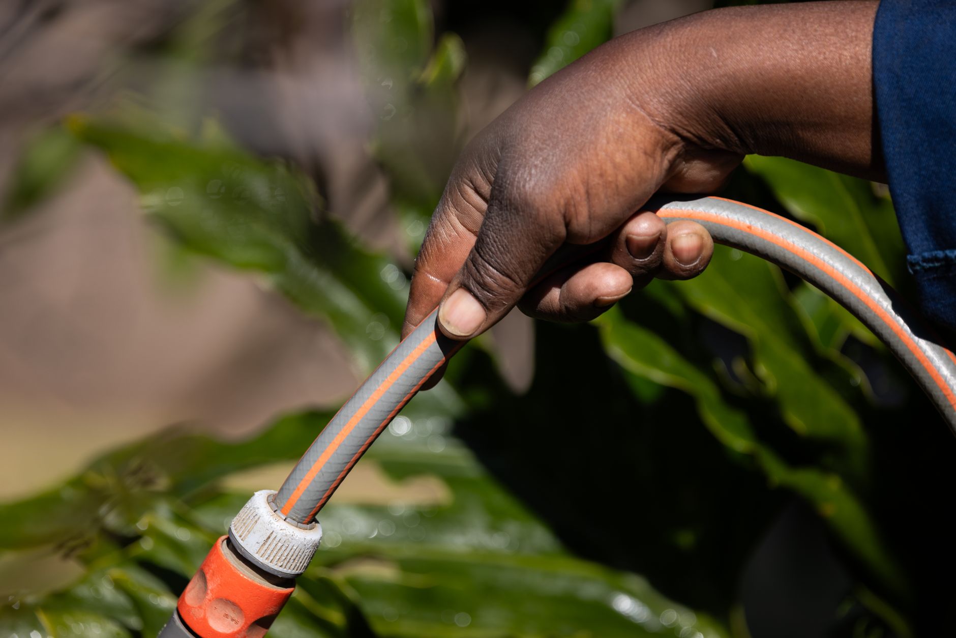Arrosage d’une plante en pot au jardin