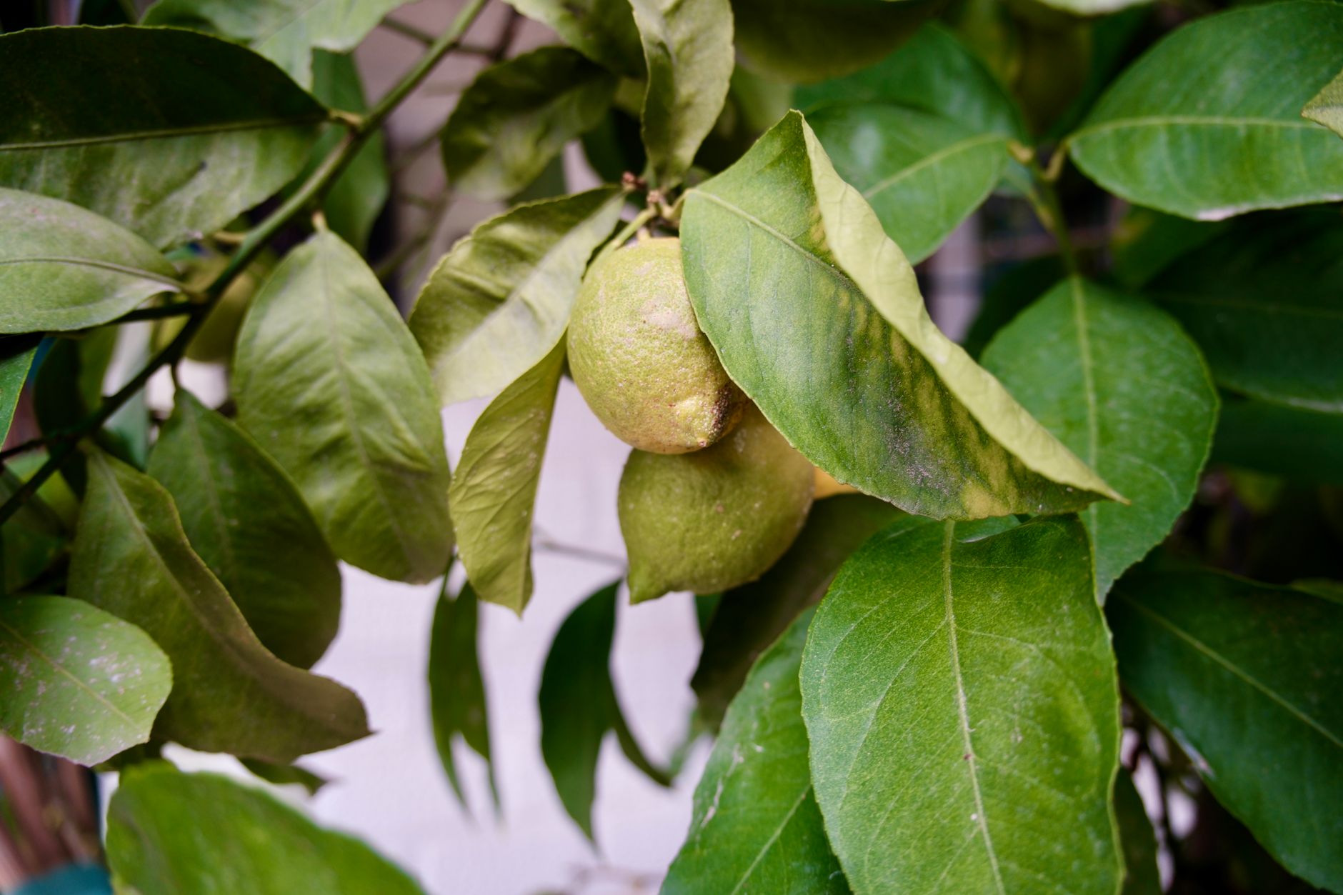 Branche de citronnier avec fruits mûrs