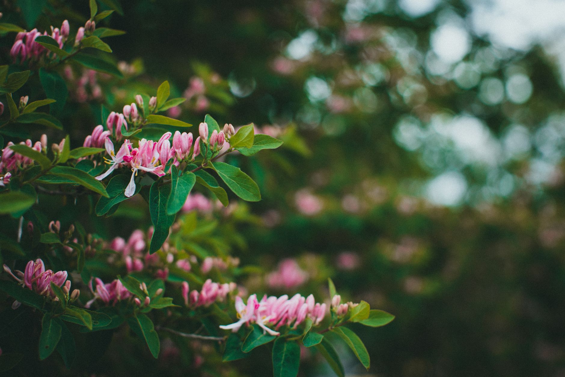 Chèvrefeuille avec ses petites baies après la floraison