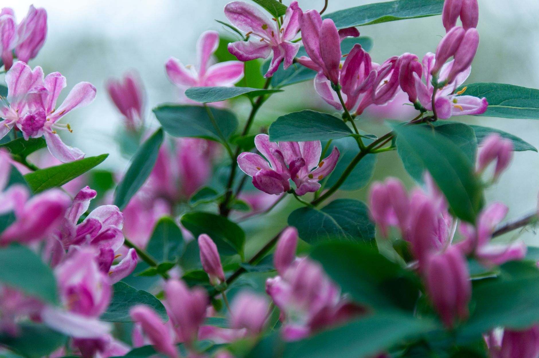 Fleurs roses de chèvrefeuille sur un support