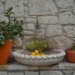 Citronnier en pot sur une terrasse ensoleillée