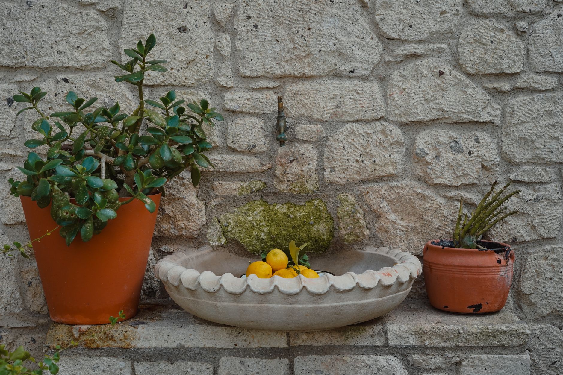 Citronnier en pot sur une terrasse ensoleillée