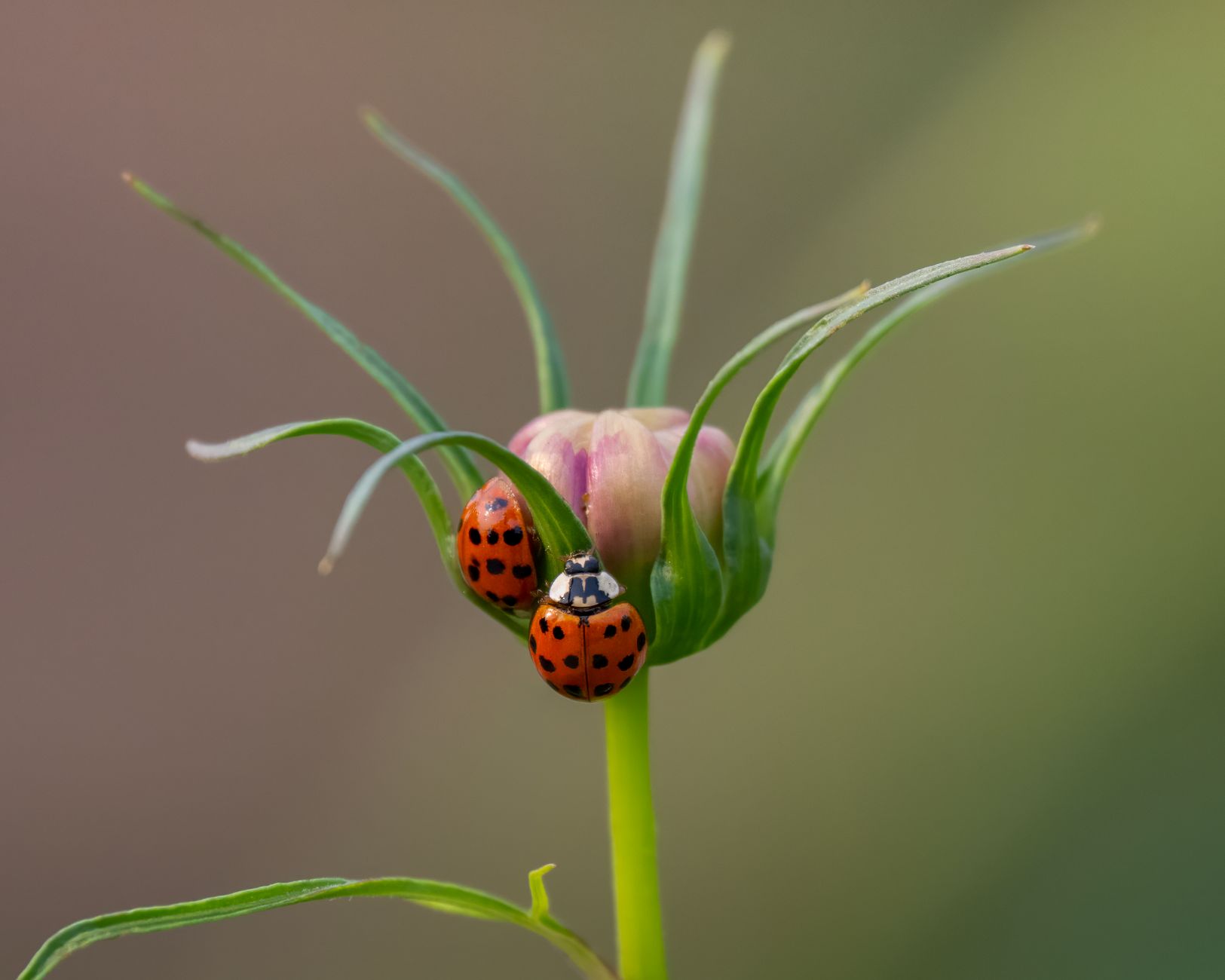 Coccinelle adulte posée sur une feuille verte