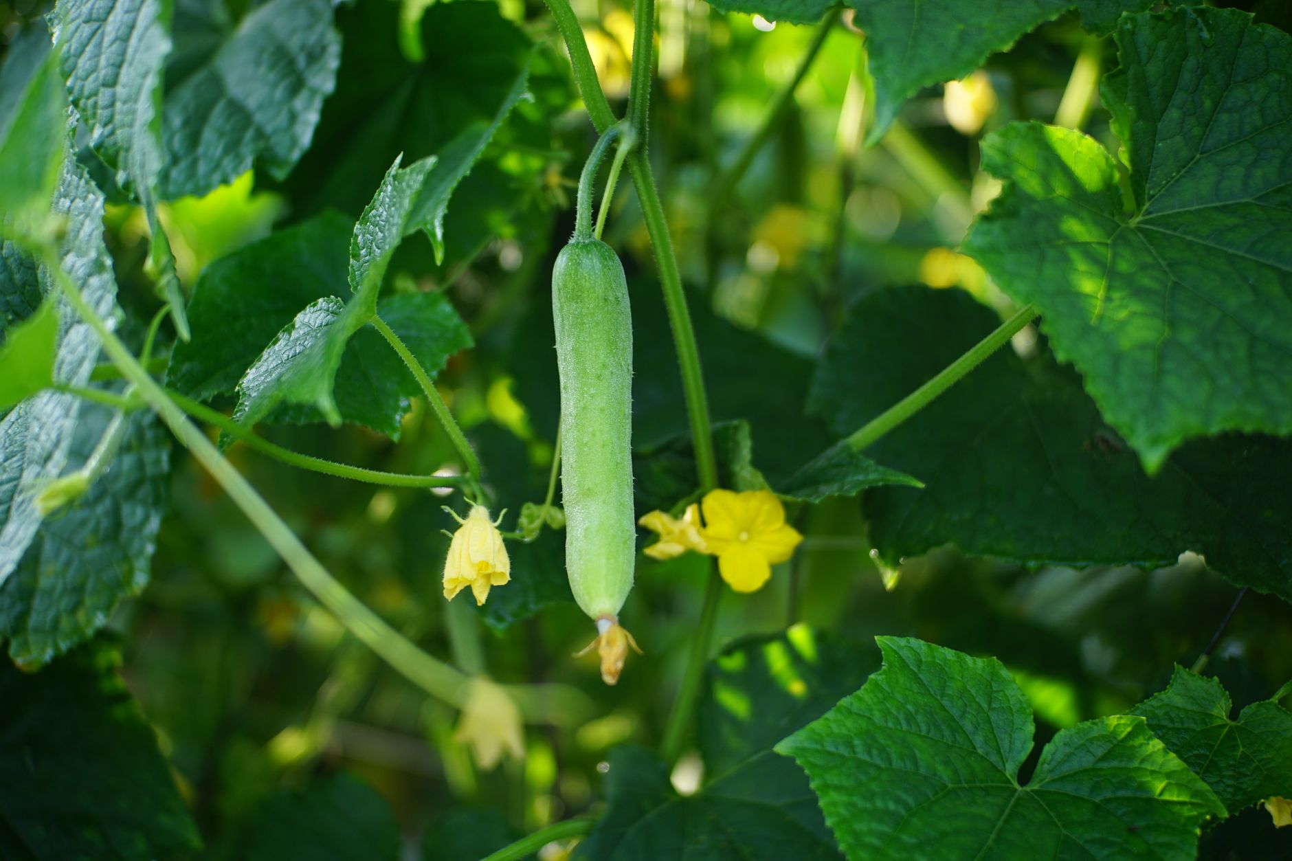 Concombre suspendu près d'une fleur jaune