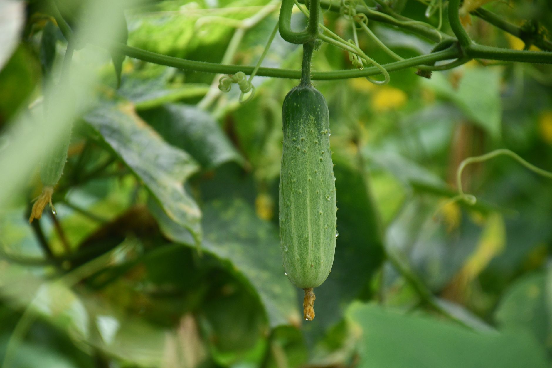 Concombre en croissance dans un potager ensoleillé