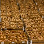 Patates douces fraîchement récoltées rangées en caisses