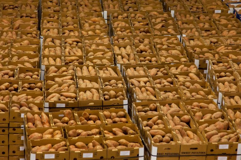Patates douces fraîchement récoltées rangées en caisses
