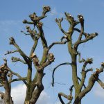 Branches de pêcher fraîchement taillées contre un ciel bleu