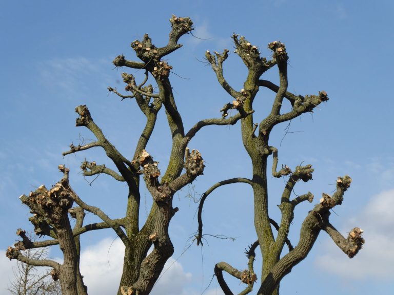 Branches de pêcher fraîchement taillées contre un ciel bleu