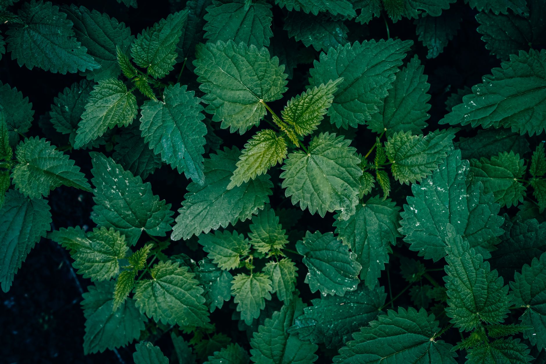 Feuilles d