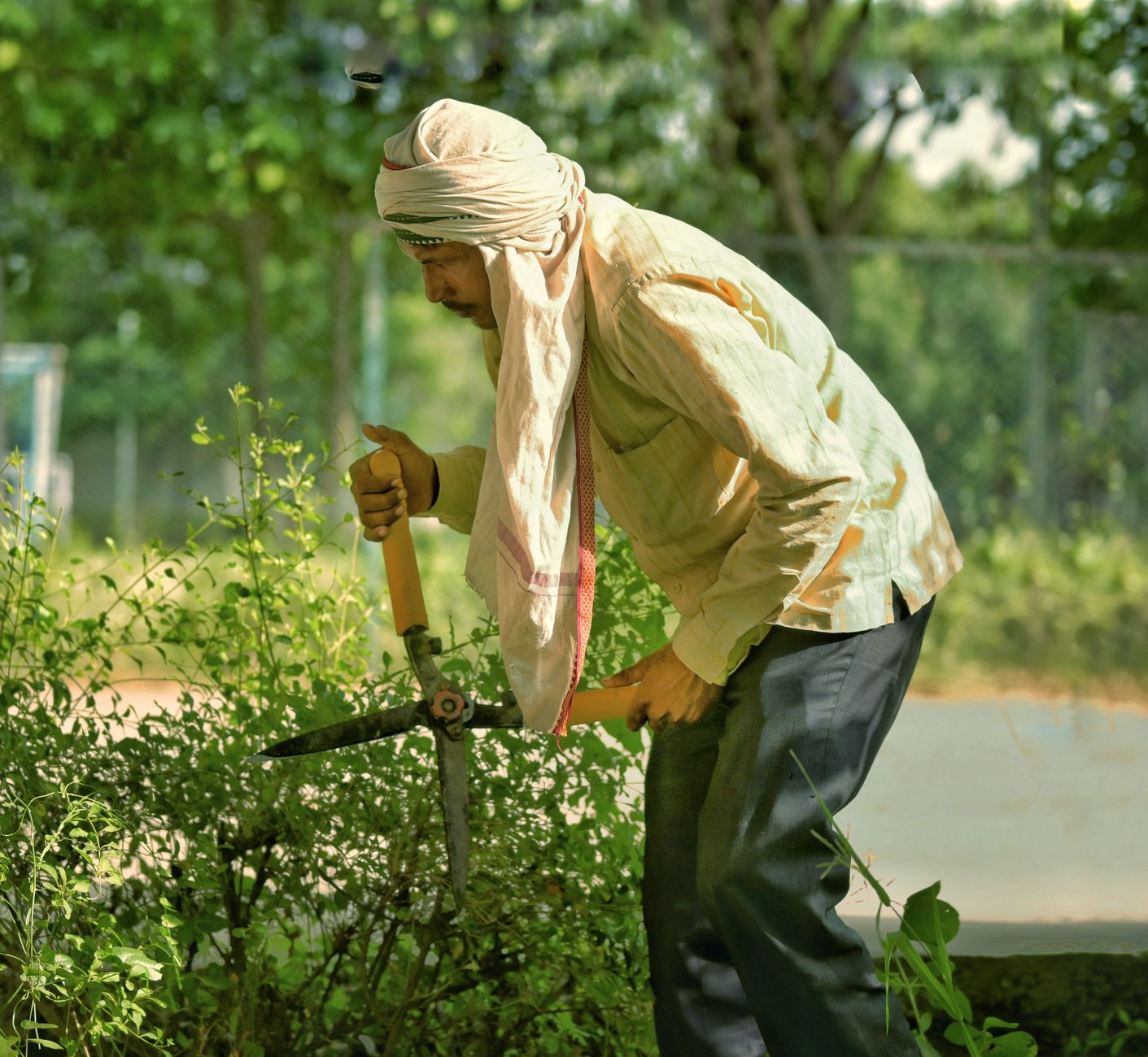Homme taillant une haie avec des ciseaux de jardin