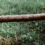 Robinet extérieur rouillé qui goutte sur une pelouse