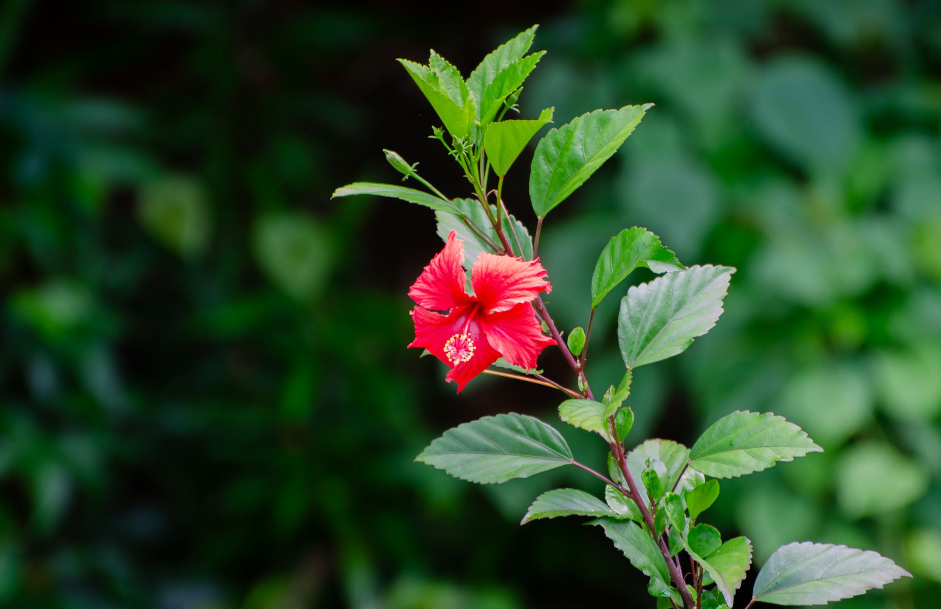 Feuillage vert et fleur d’hibiscus rouge vif