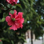 Fleur d'hibiscus rose épanouie dans un jardin