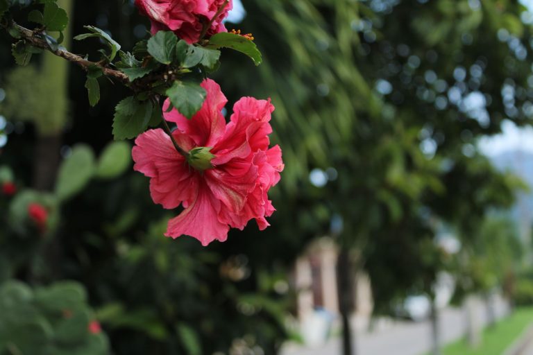 Fleur d'hibiscus rose épanouie dans un jardin