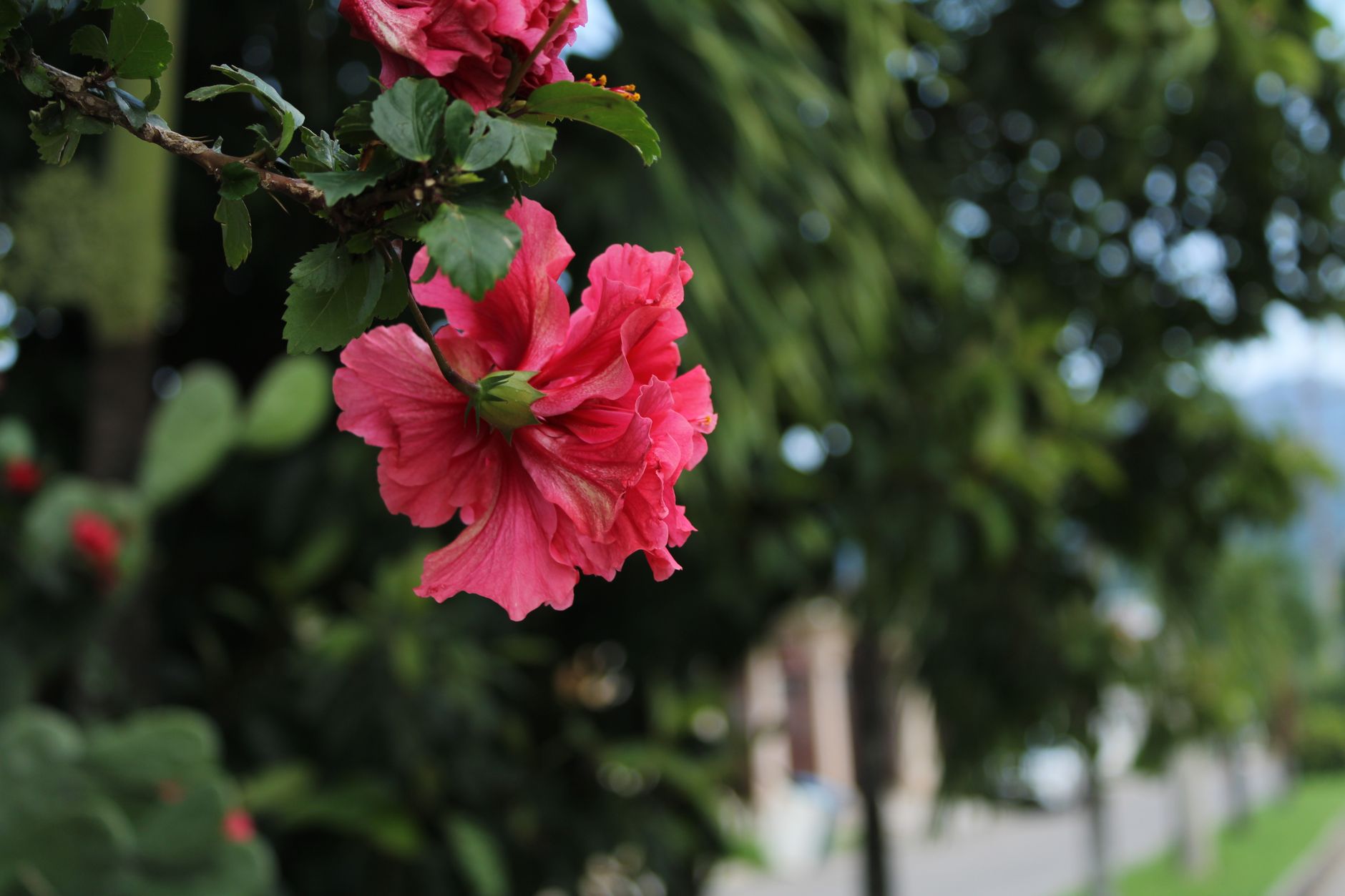 Fleur d'hibiscus rose épanouie dans un jardin