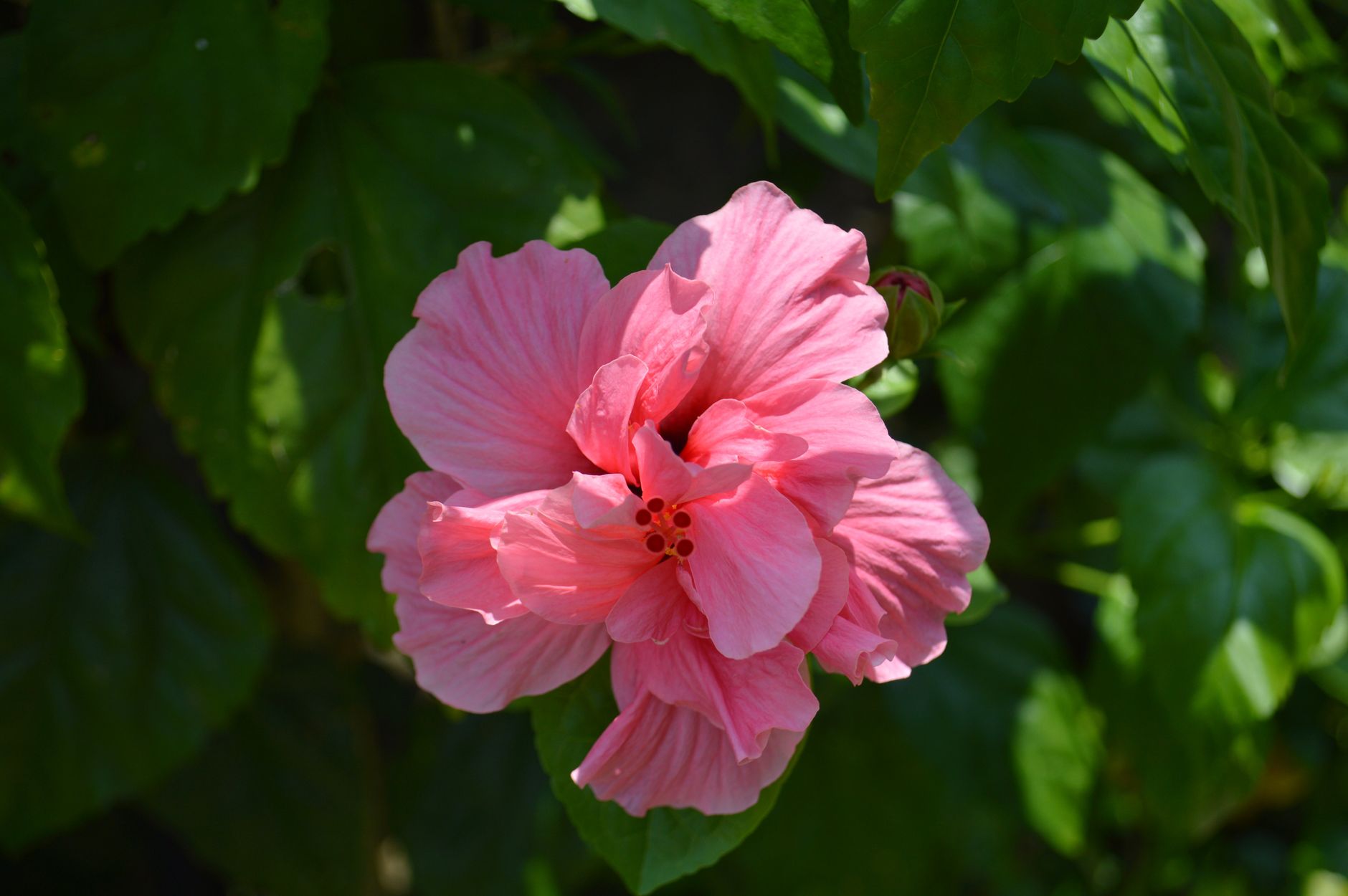 Hibiscus fleuri sous le soleil en pleine floraison