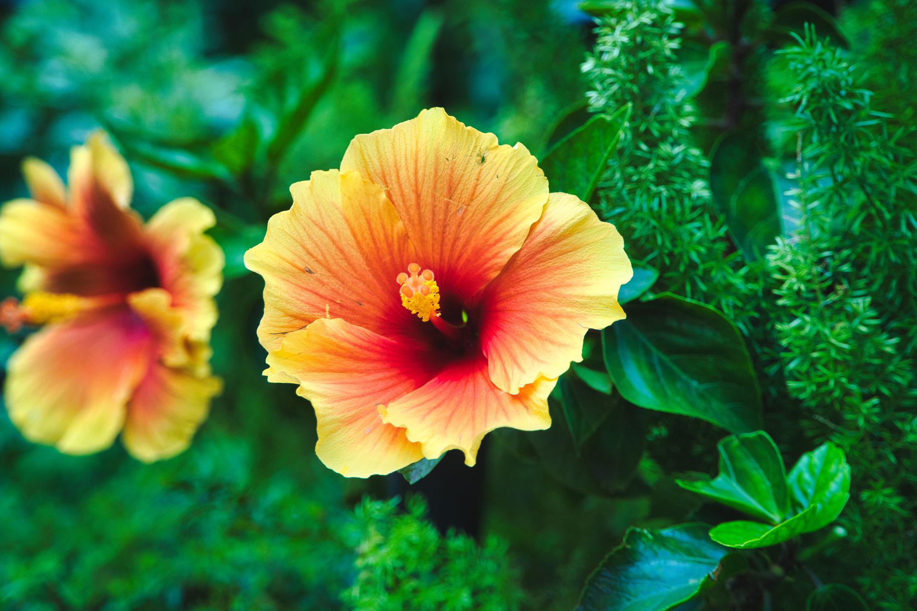 Bouquet de fleurs d’hibiscus roses en été
