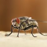 Mouche domestique posée sur un plan de cuisine