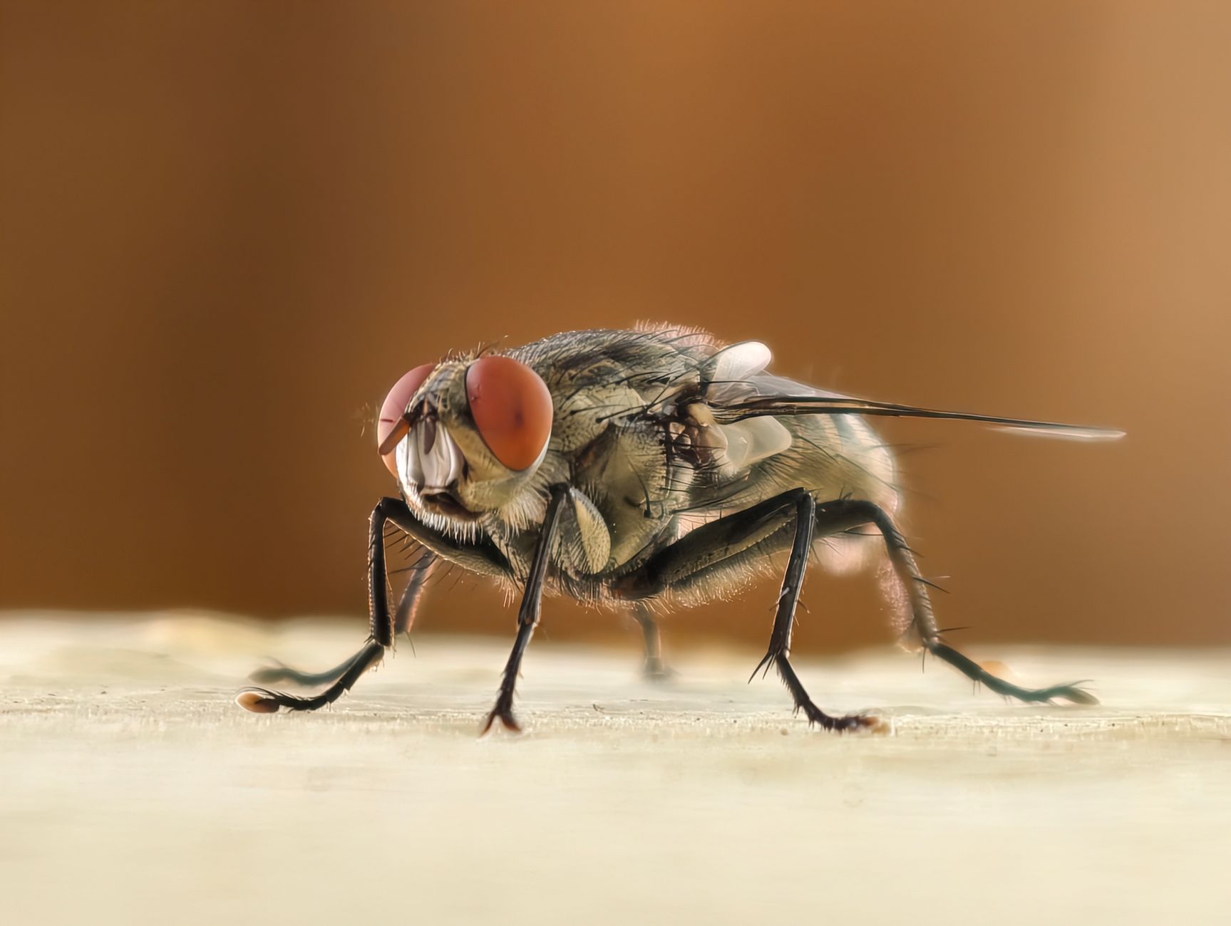 Mouche domestique posée sur un plan de cuisine