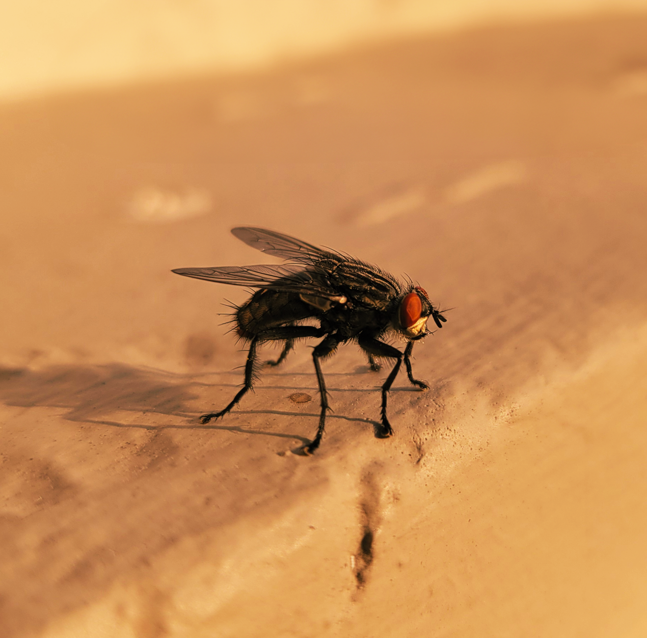 Mouche posée près d'une fenêtre de maison