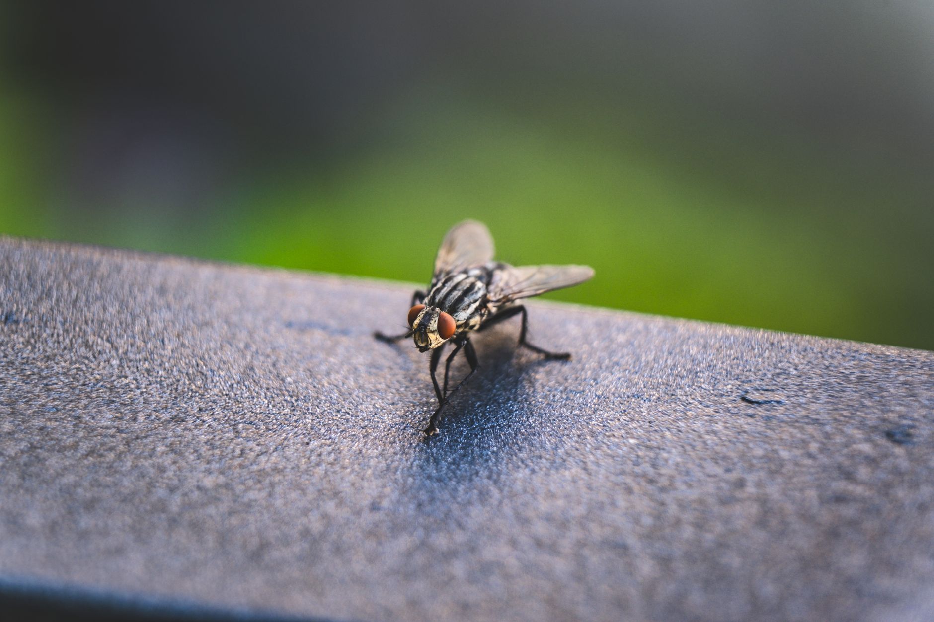 Mouche domestique en gros plan sur un plan de travail