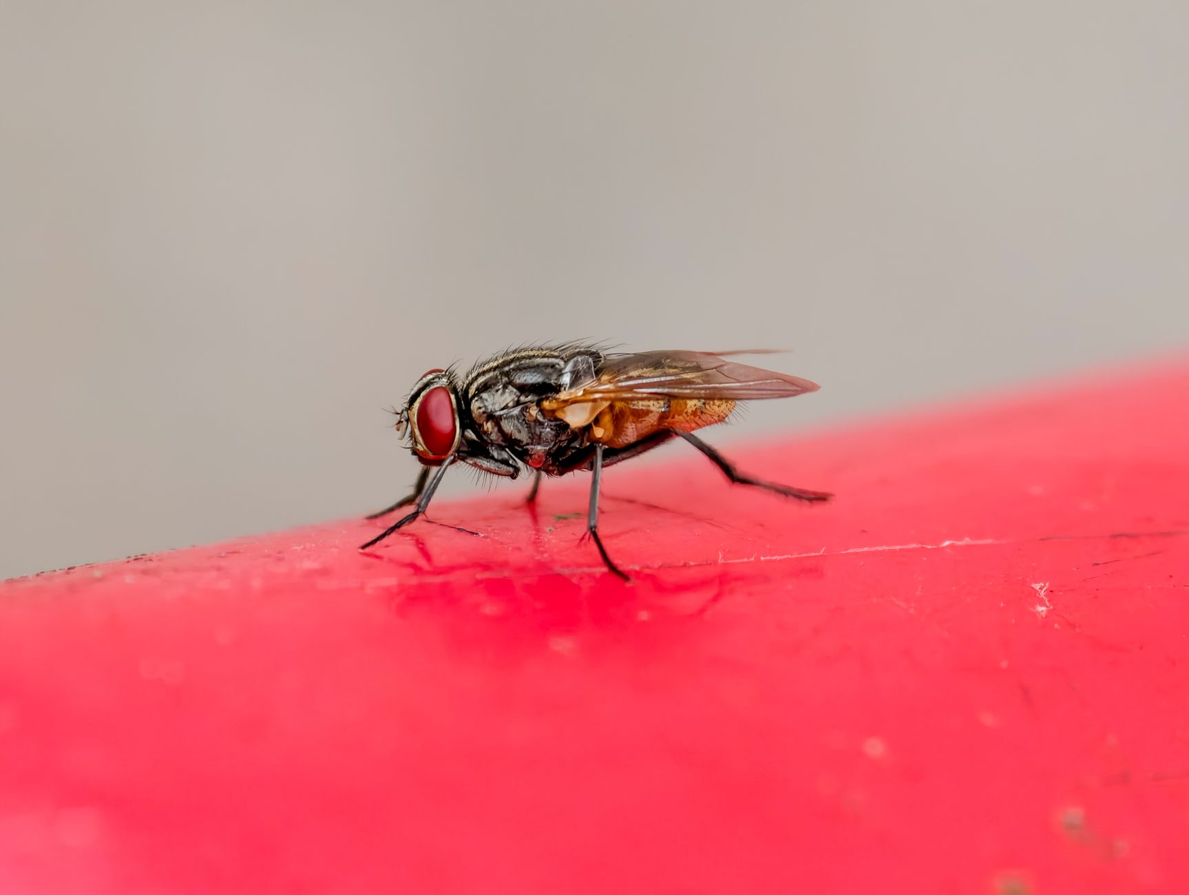 Mouche posée près d'un point d'eau dans la maison