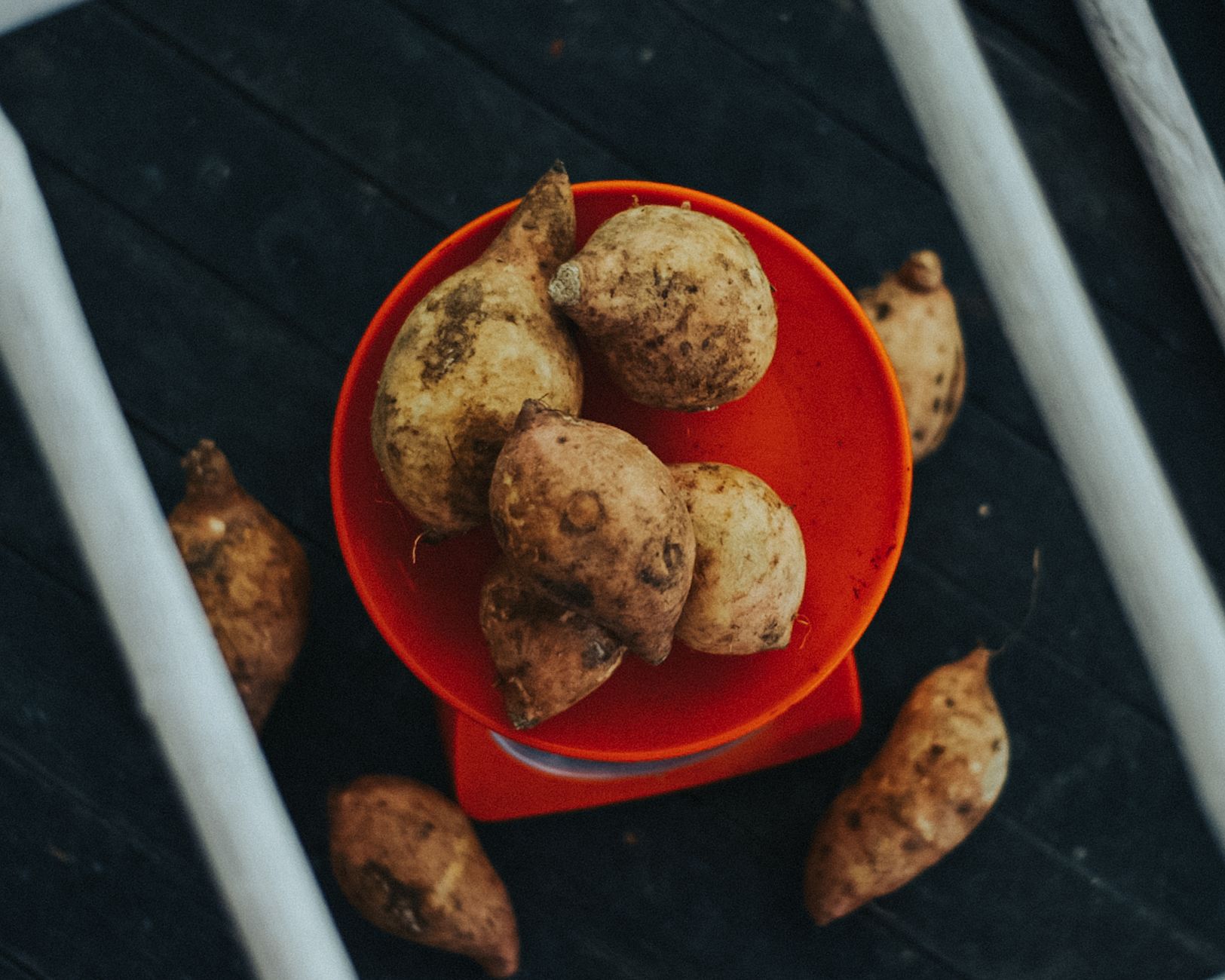 Patates douces prêtes pour le stockage après la récolte