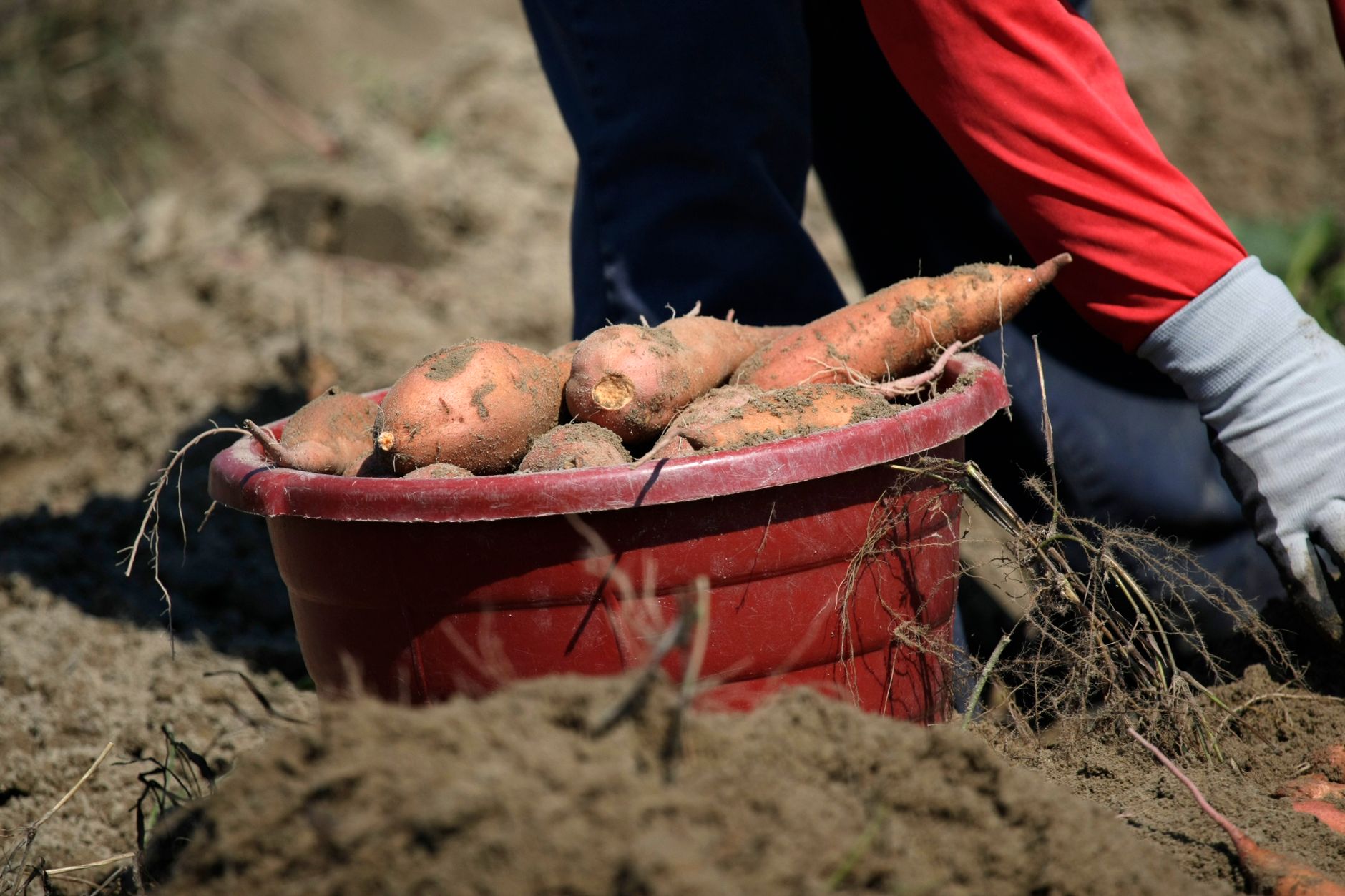 Patates douces tout juste sorties de terre dans un seau