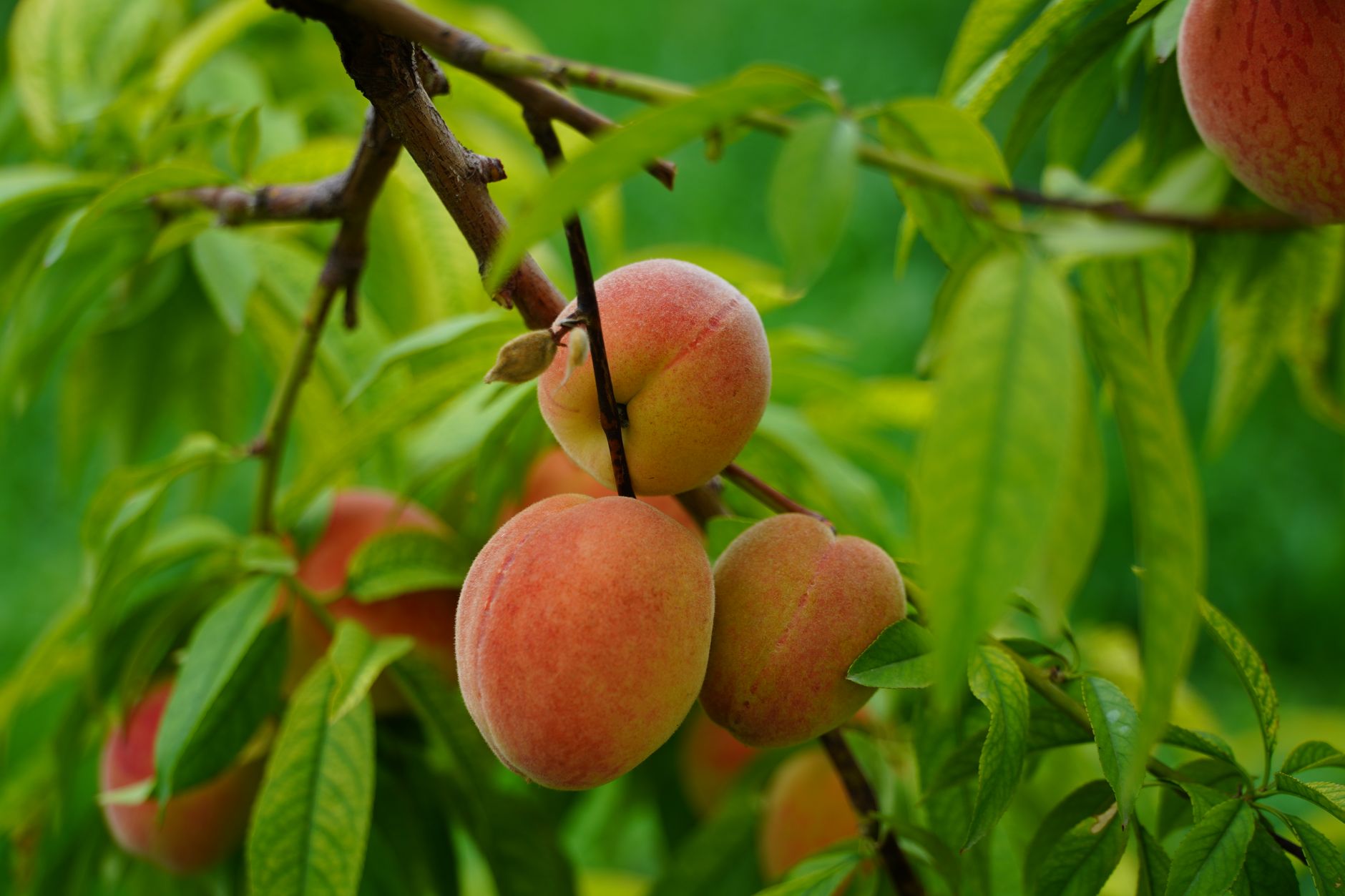 Pêches mûres sur une branche en été