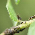 Colonie de pucerons sur une tige de rosier au printemps