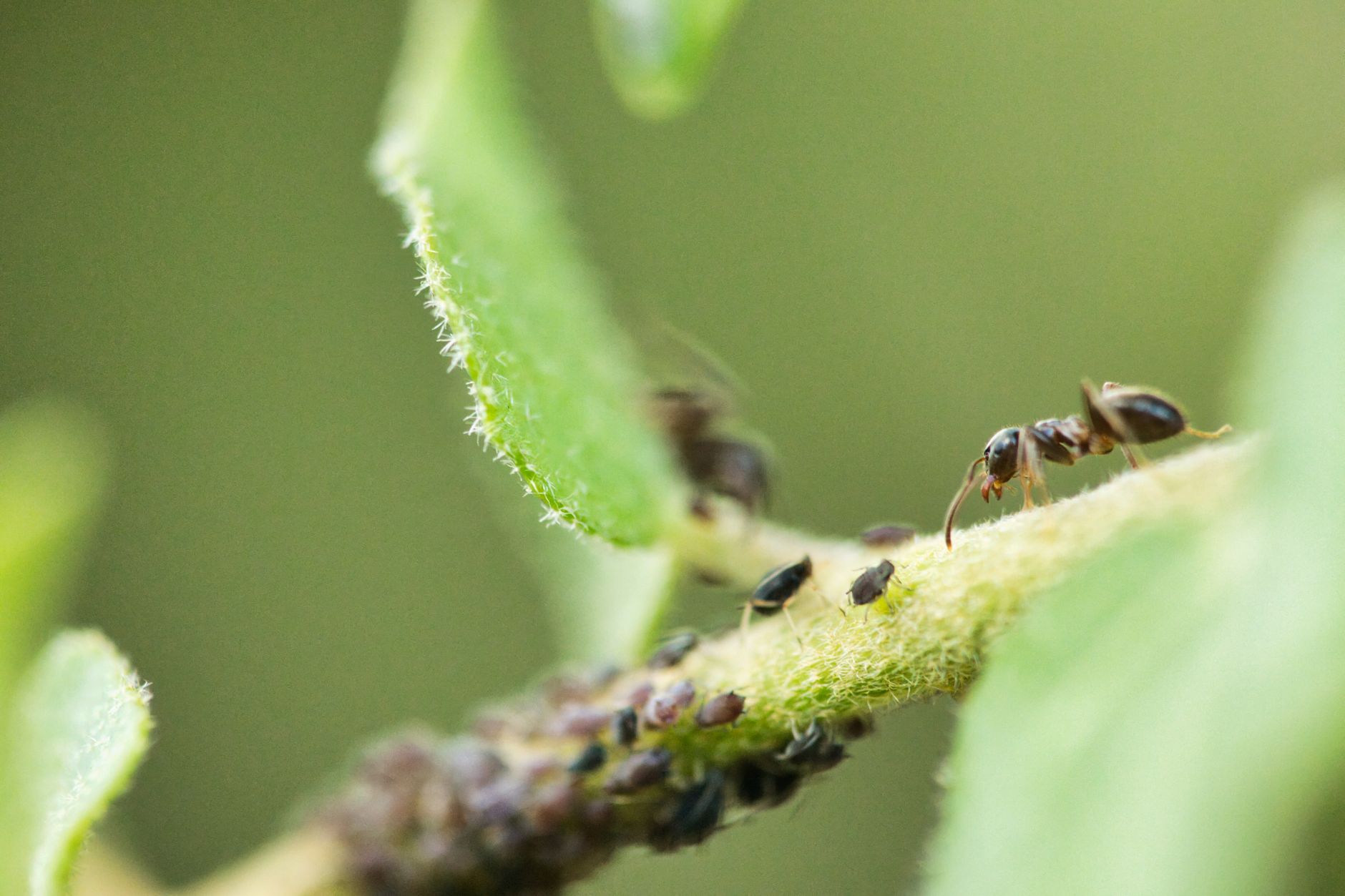 Colonie de pucerons sur une tige de rosier au printemps