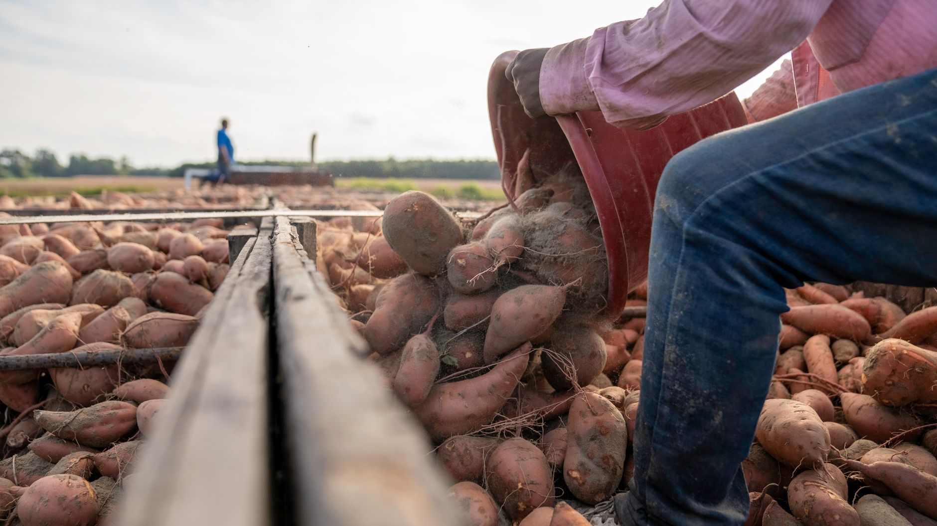 Récolte de patates douces à la main dans le jardin