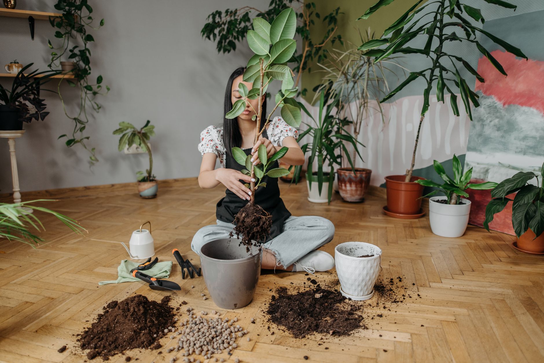 Plante fraîchement rempotée posée sur une table en bois