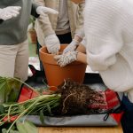 Mains qui rempotent une plante d'intérieur dans un pot en terre cuite
