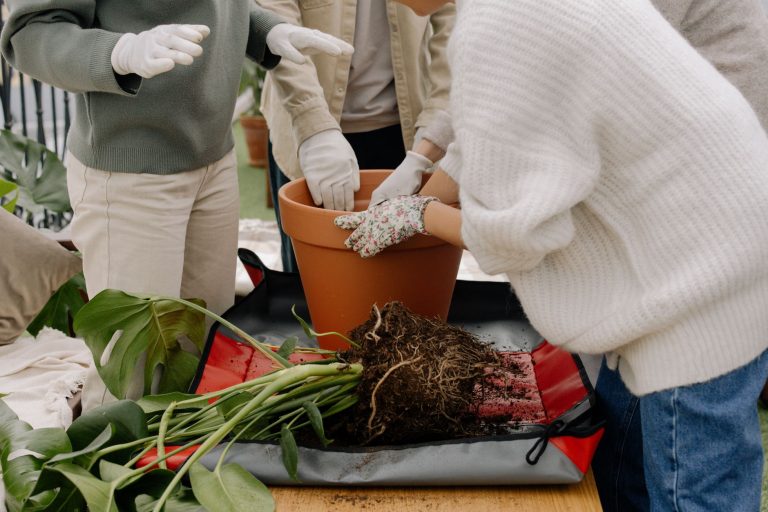 Mains qui rempotent une plante d'intérieur dans un pot en terre cuite