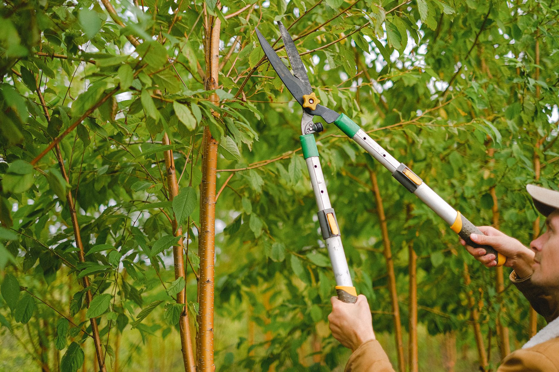 Secateur utilise pour tailler une branche au jardin