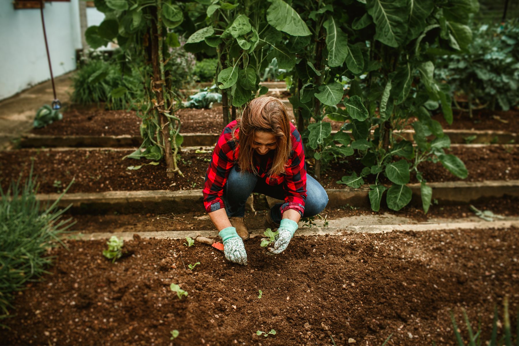 Entretien du potager bio en mai