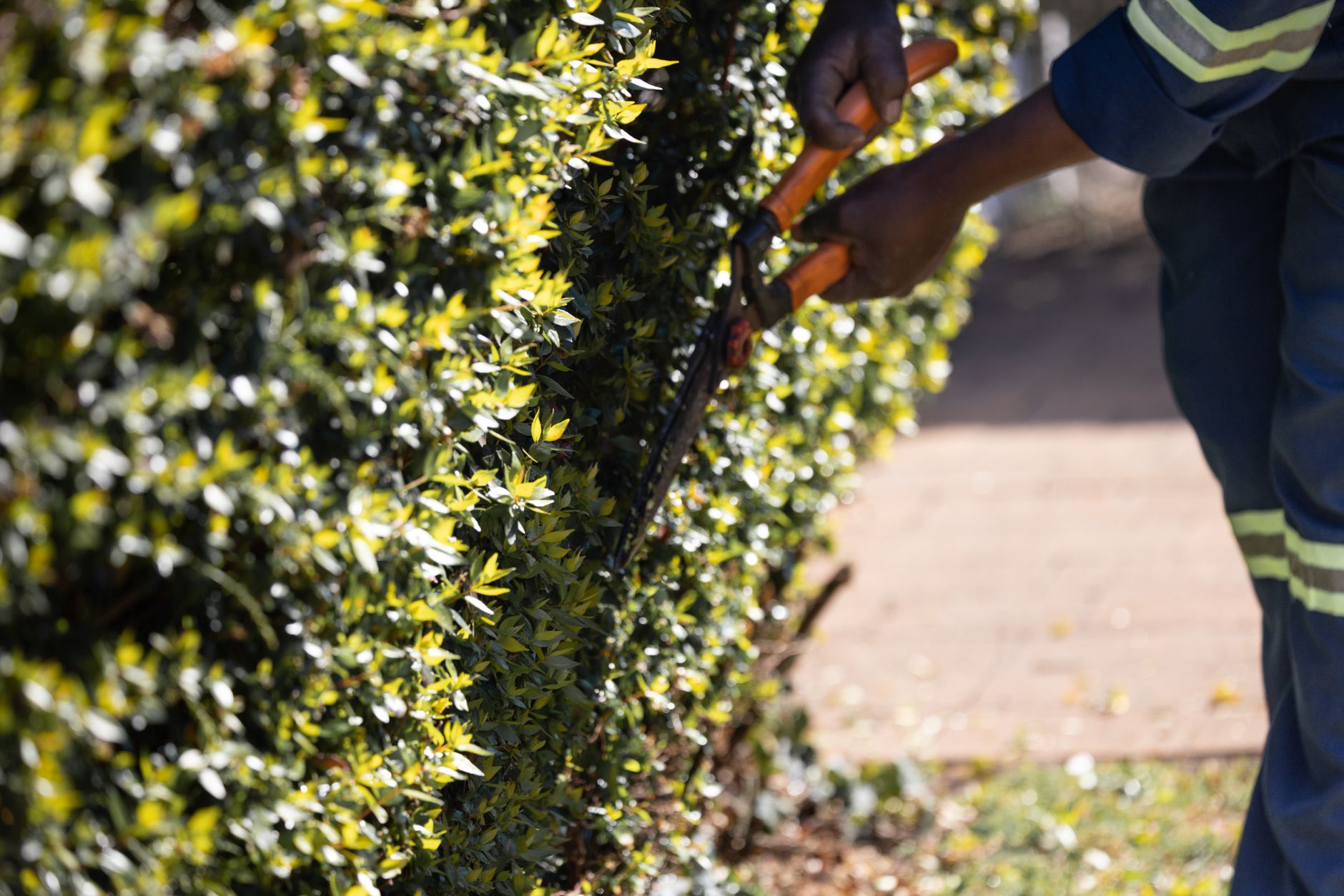 Jardinier utilisant un sécateur sur une haie au soleil