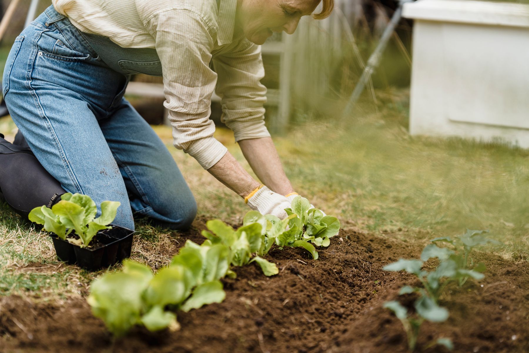 Plantation de salades en pleine terre