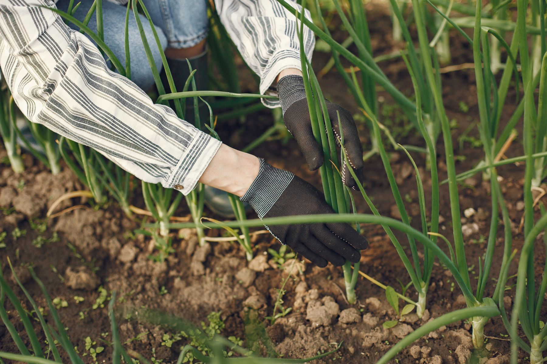 Repiquage des oignons verts au jardin