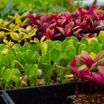 Semis en godets au printemps