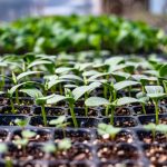 Semis de légumes en godets au printemps