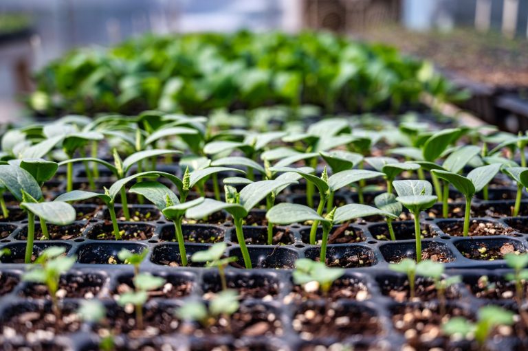 Semis de légumes en godets au printemps